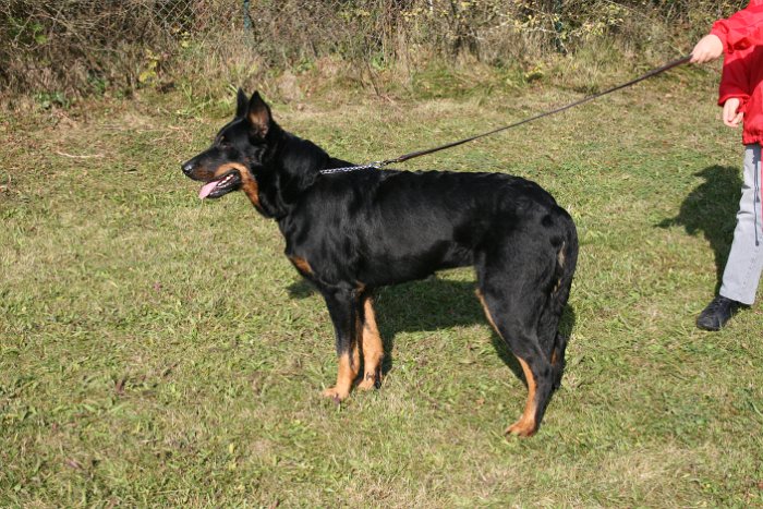 Birmane De Montclea (15)